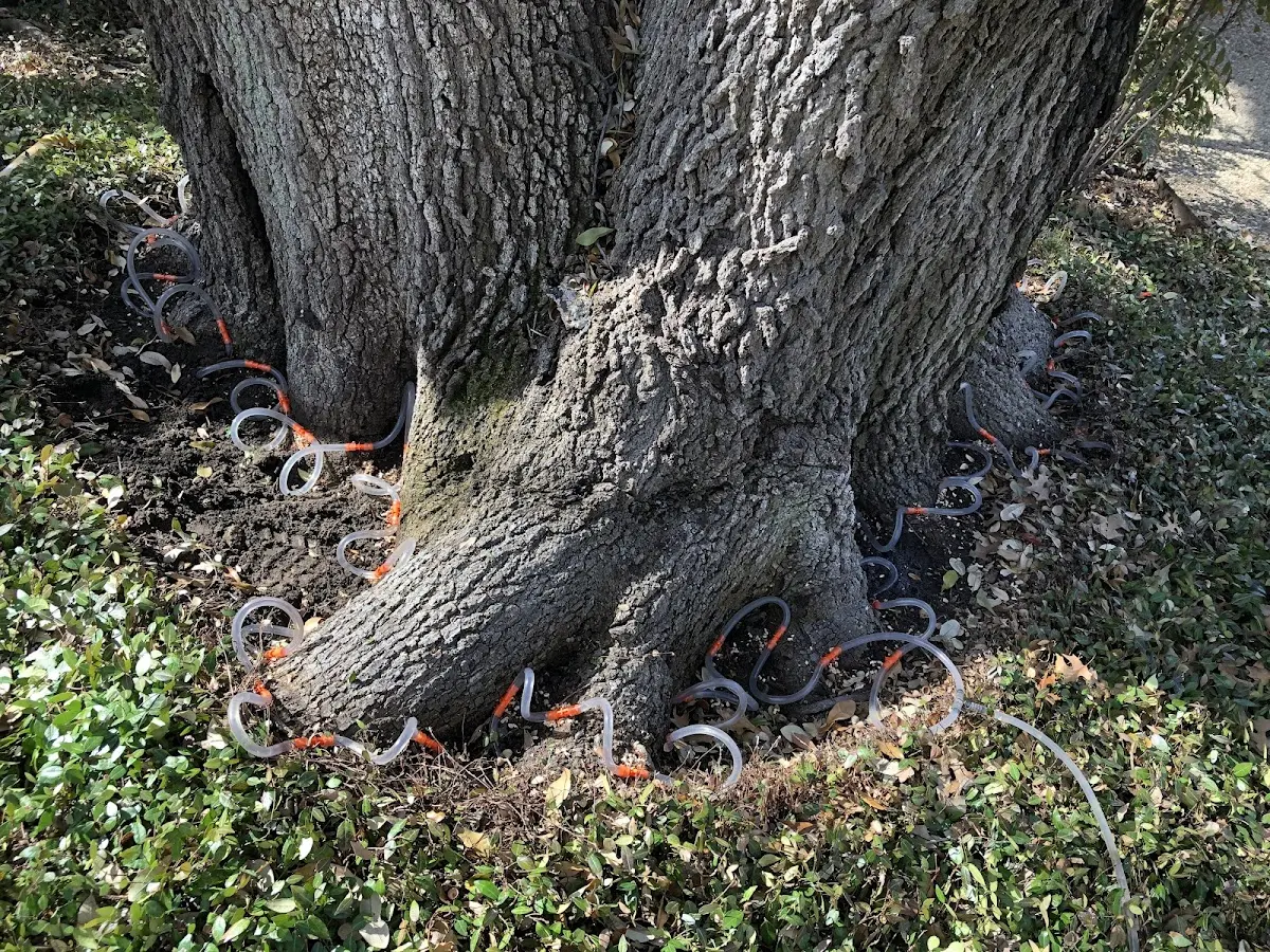 Detailed Tree Cabling and Bracing job site in Rapidan