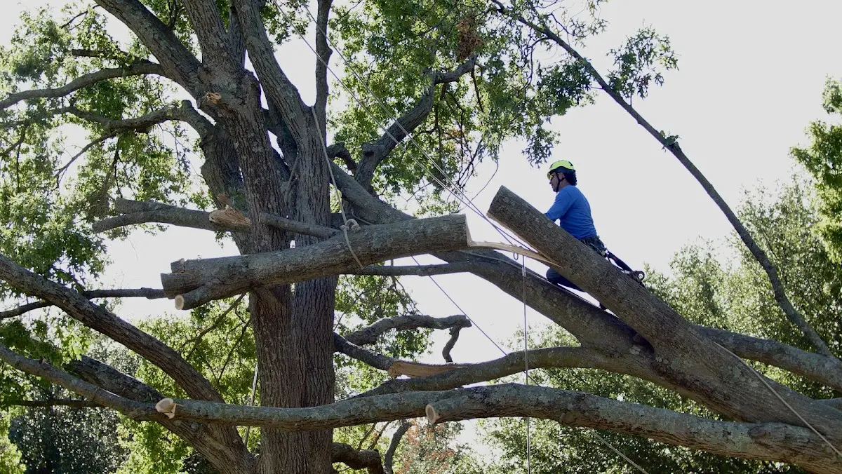 Professional Crown Thinning performed by certified arborists in Rapidan